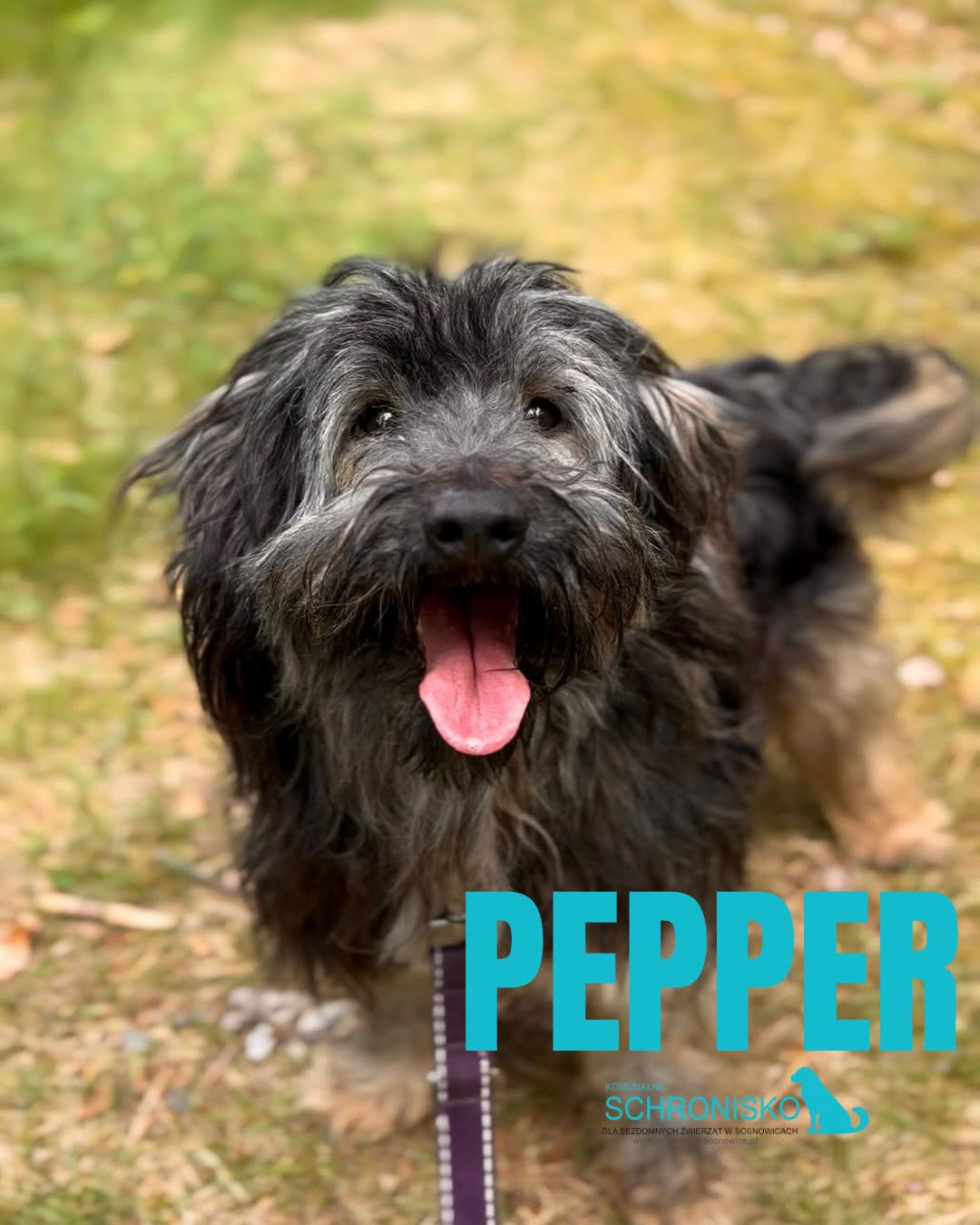 PEPPER