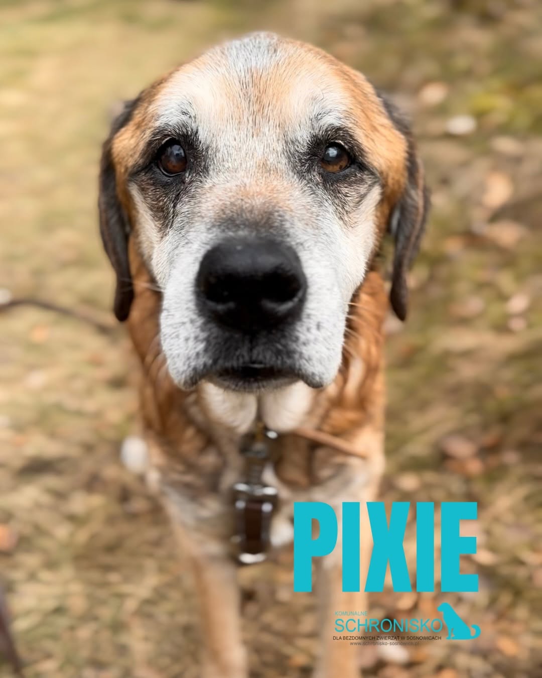 PIXIE