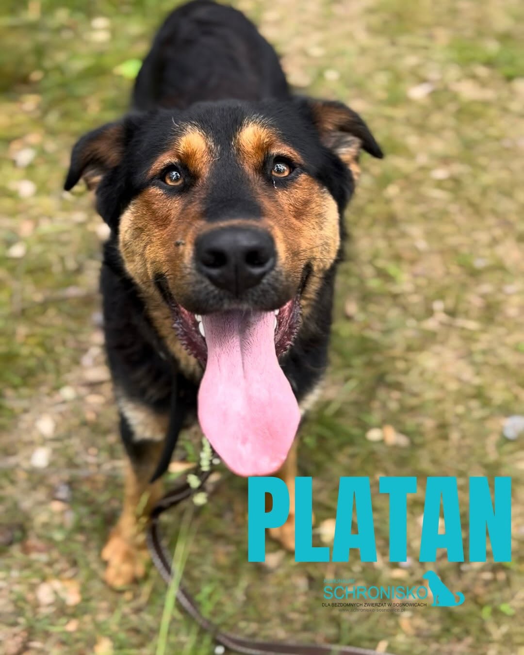 PLATAN