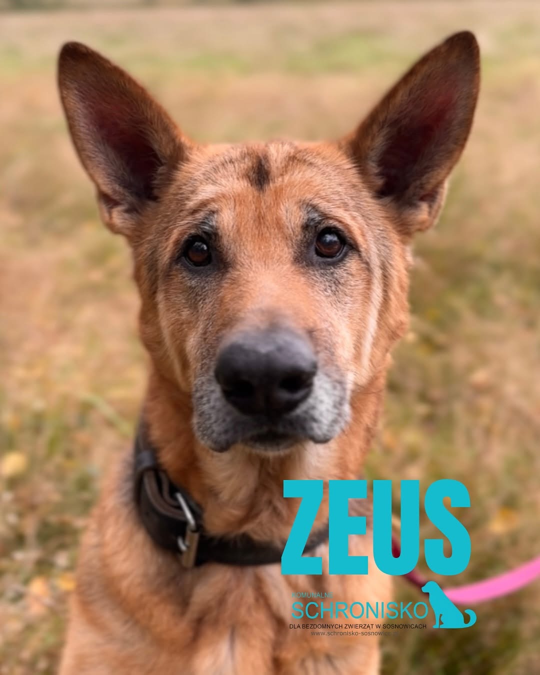 ZEUS