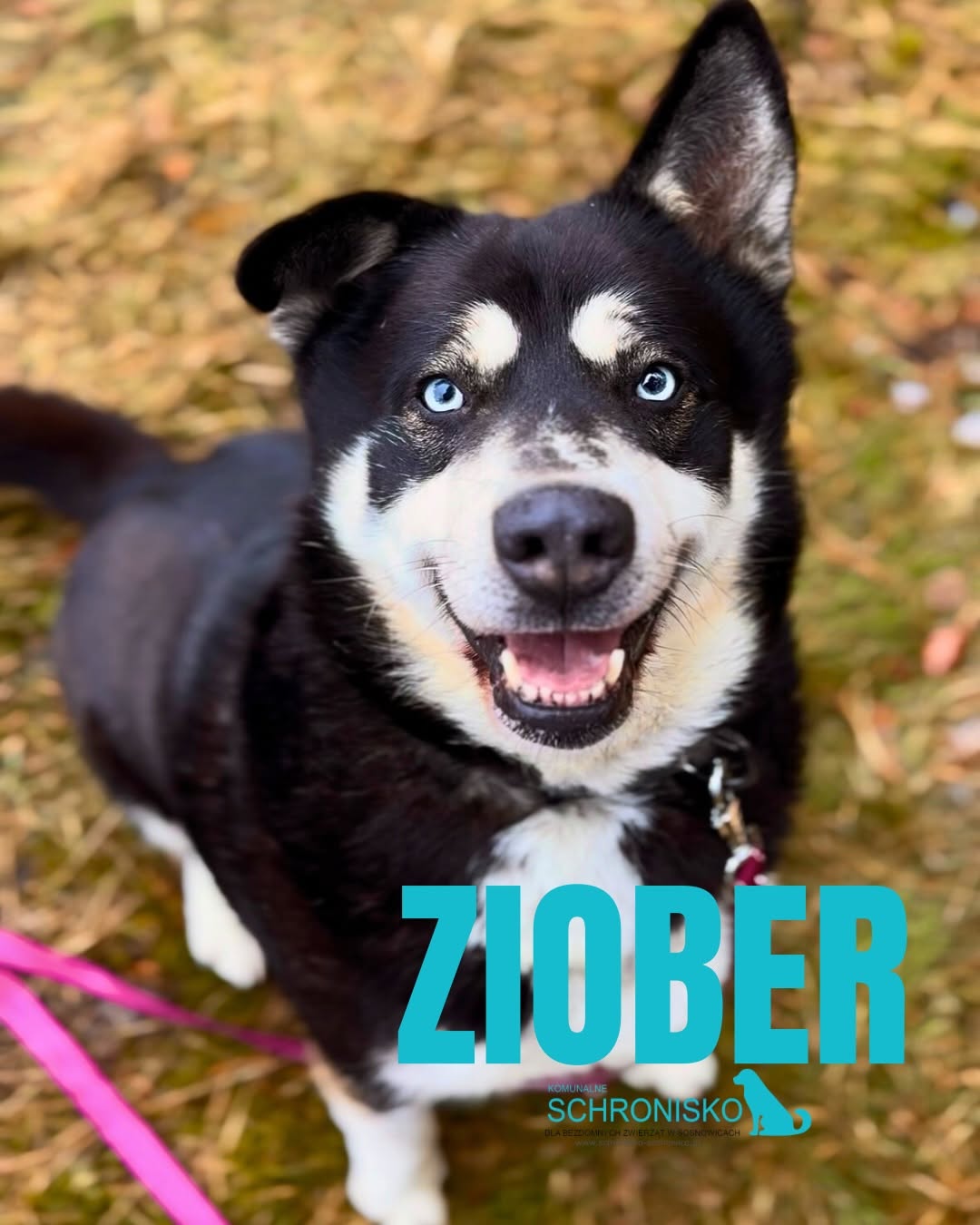 ZIOBER