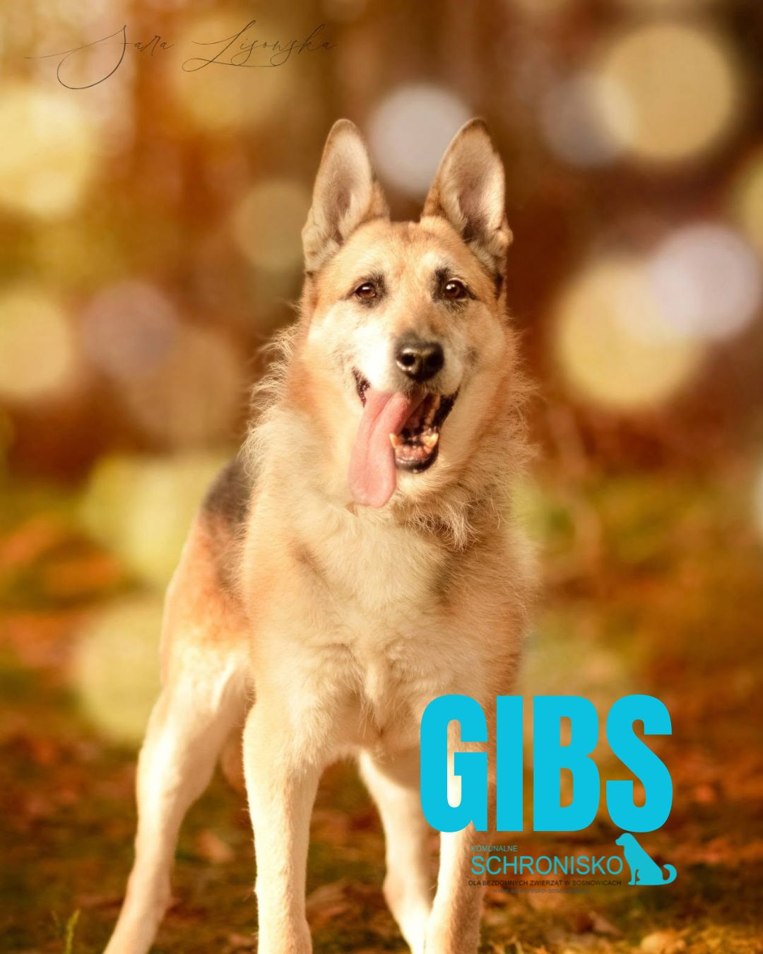 GIBS