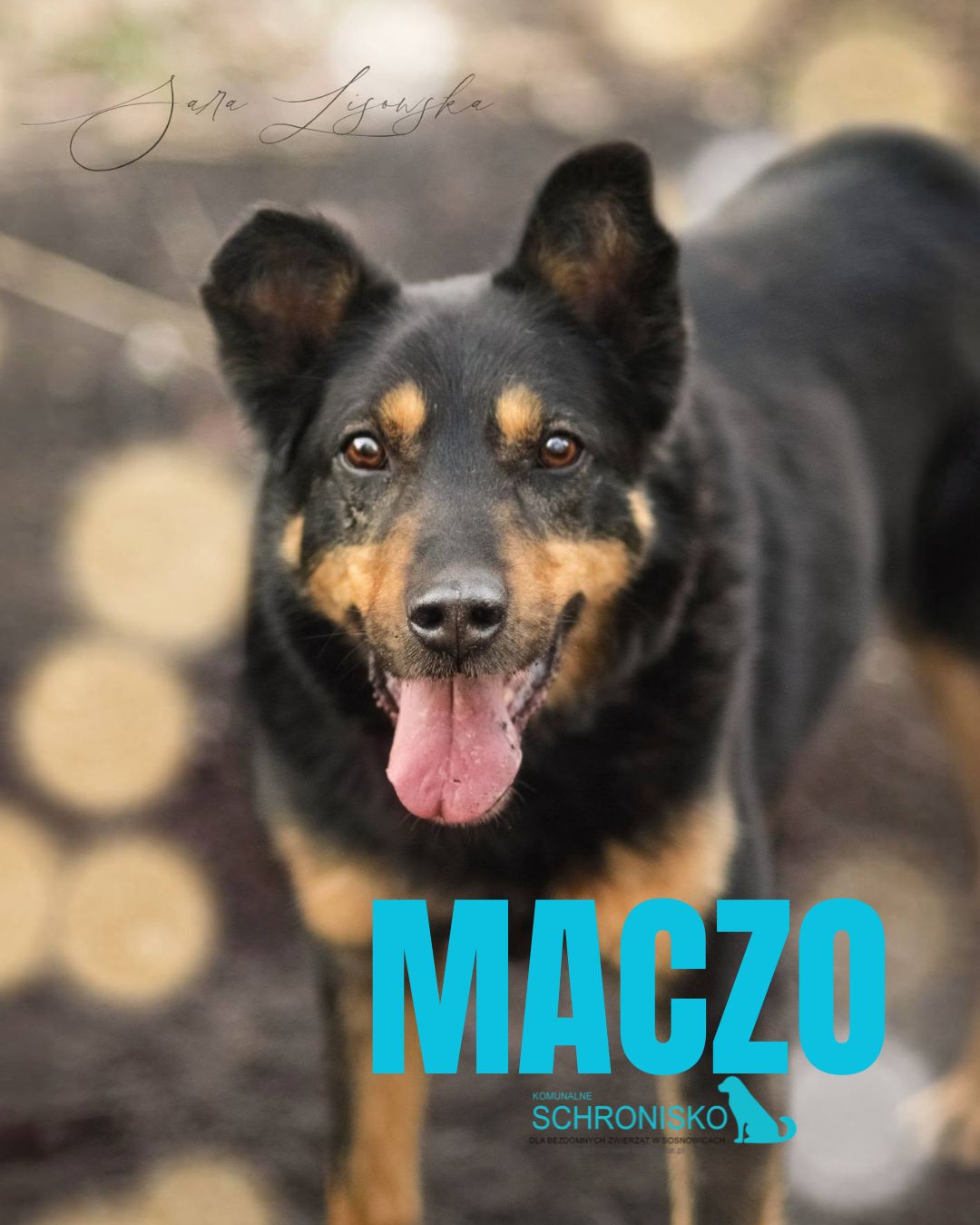 MACZO