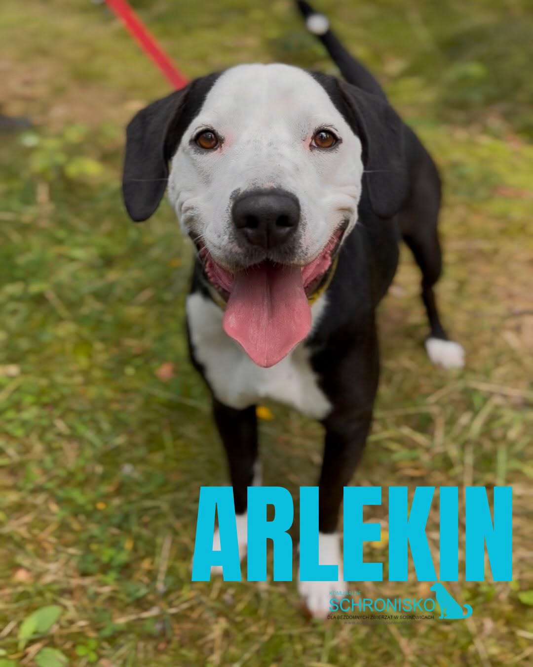 ARLEKIN