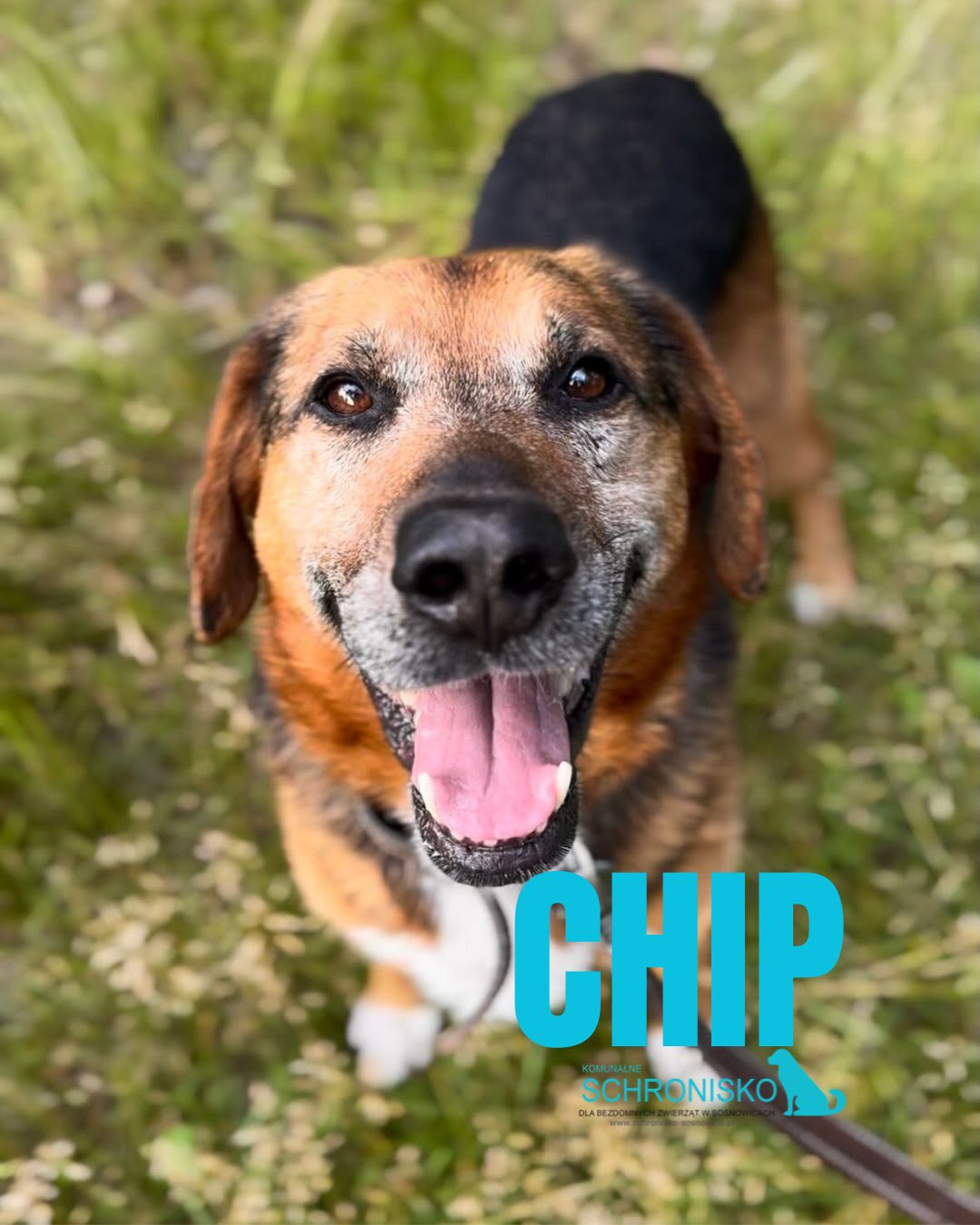 CHIP