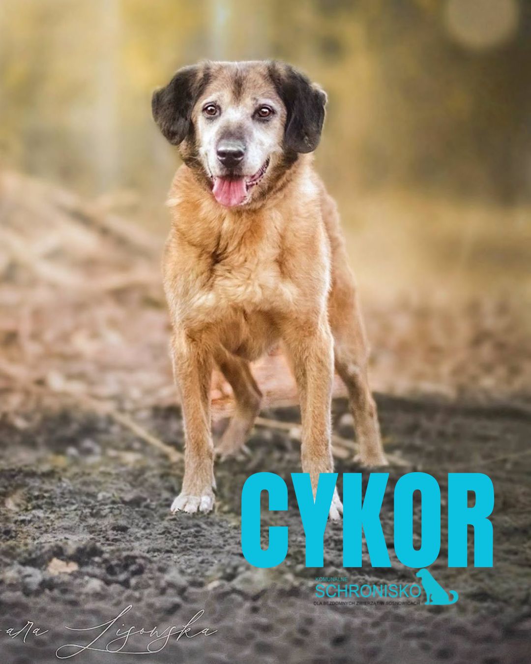CYKOR