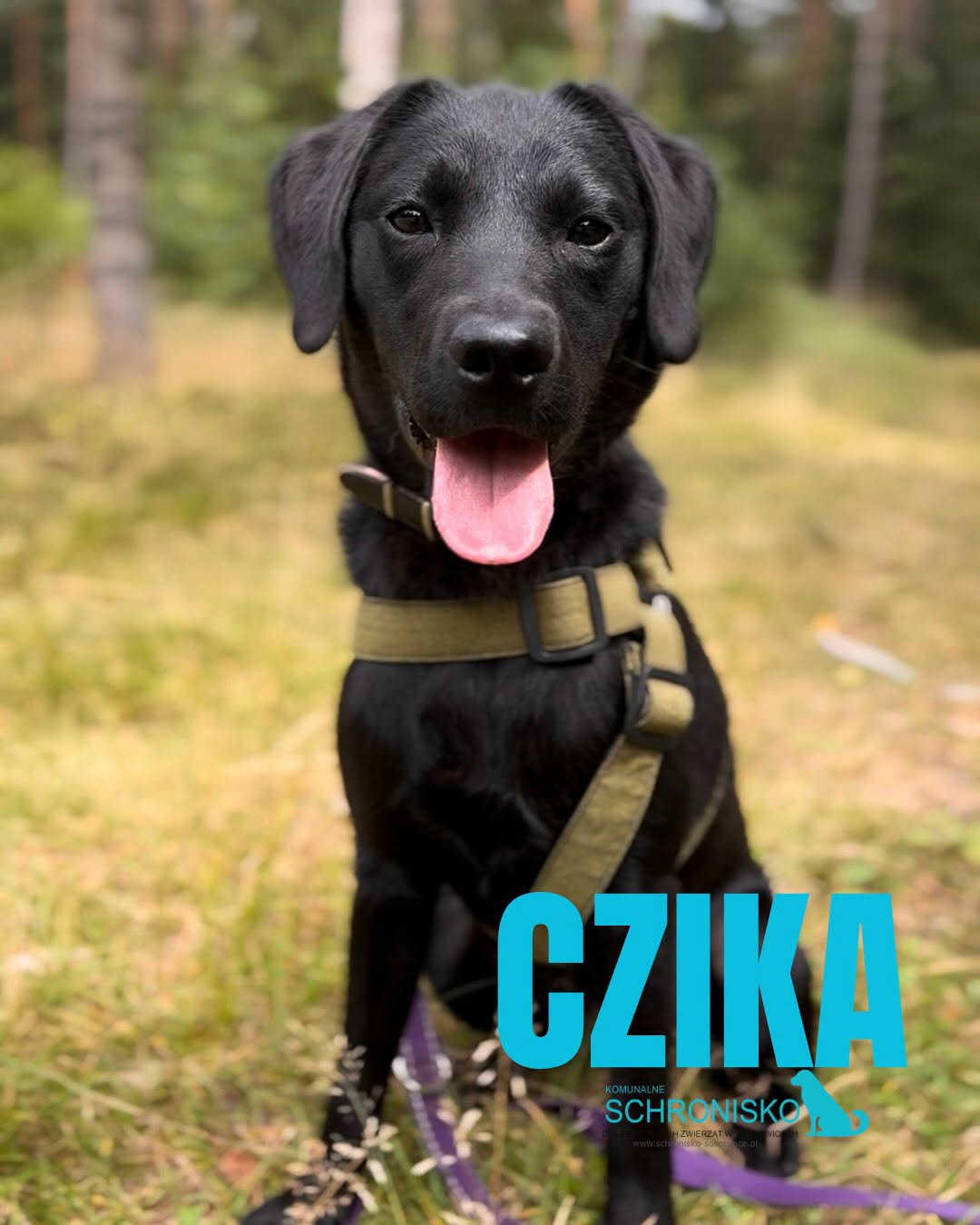 CZIKA