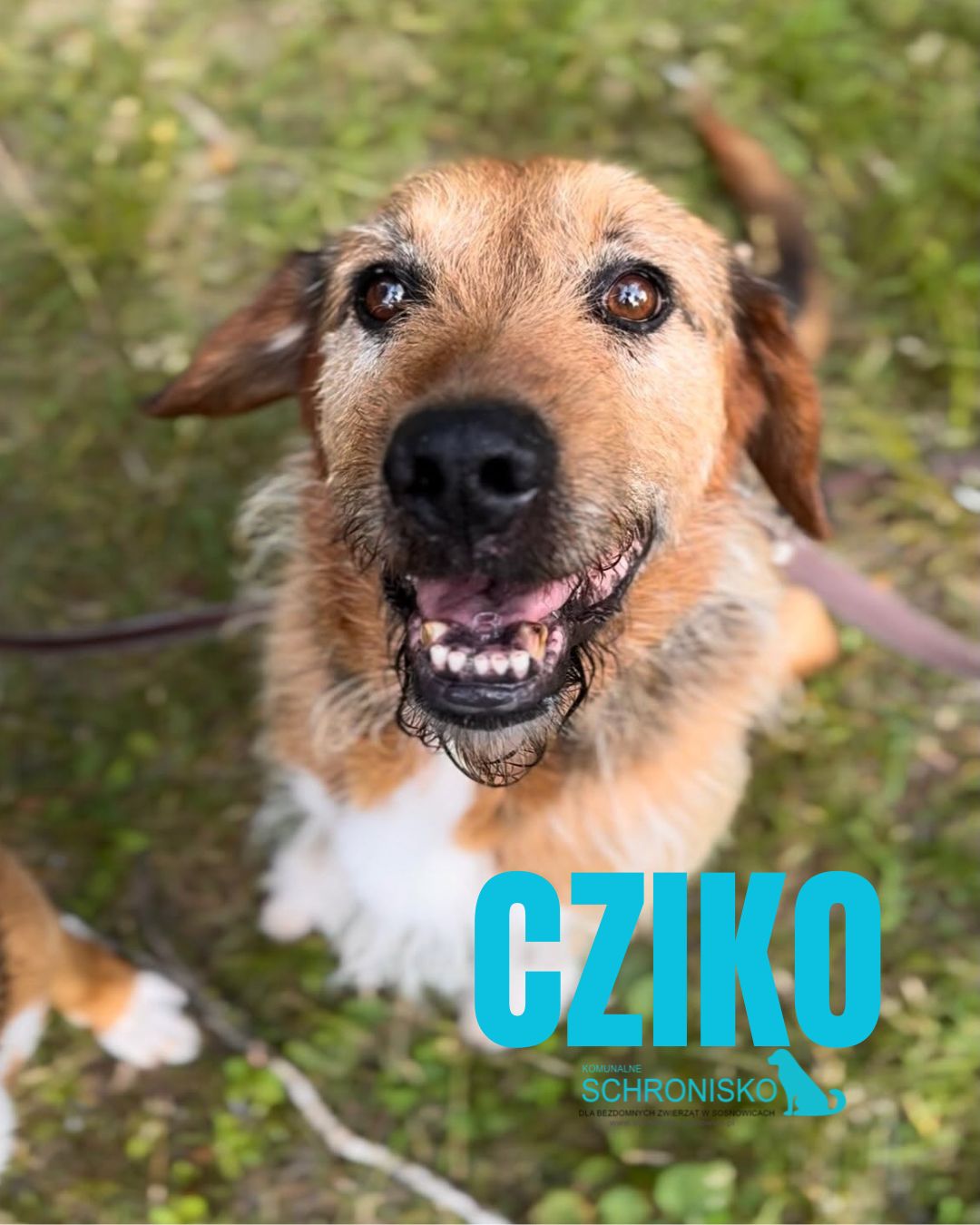 CZIKO