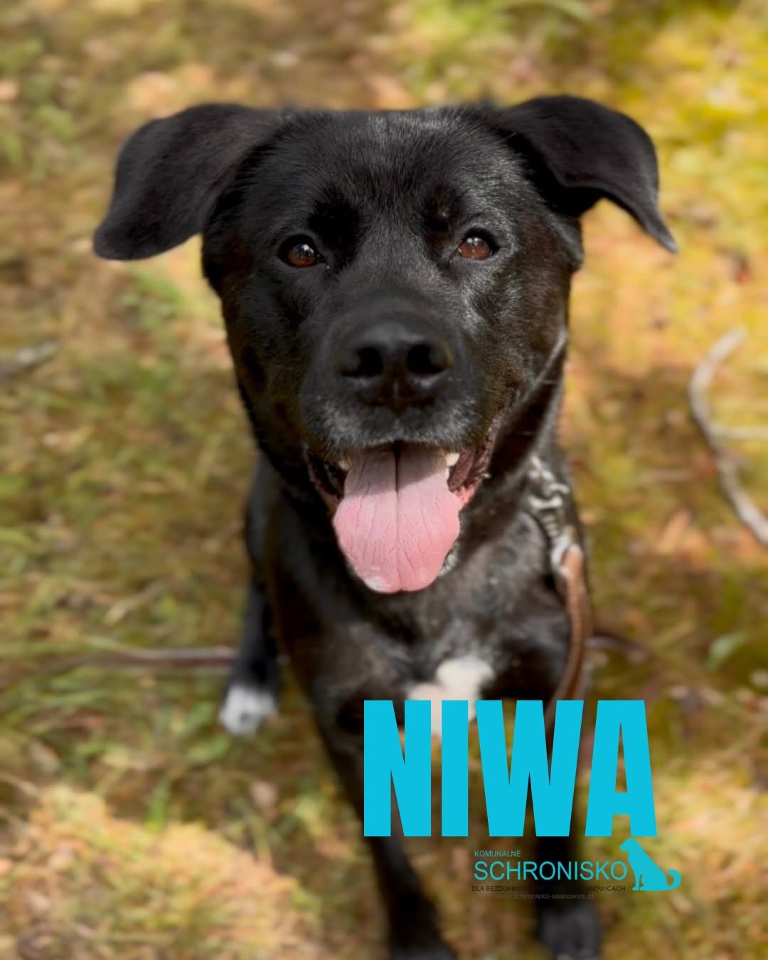 NIWA