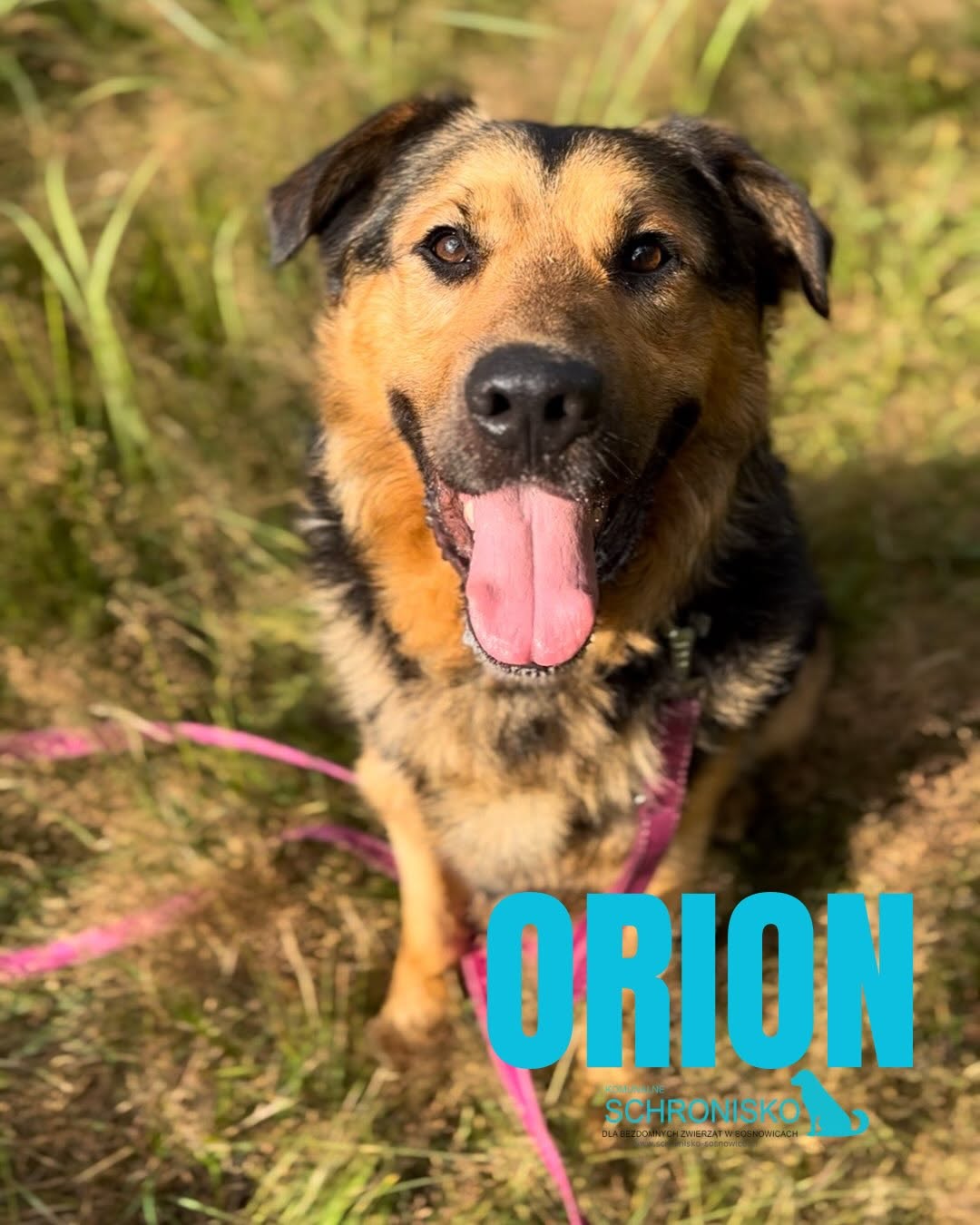 ORION