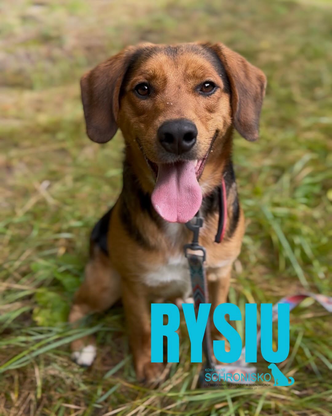 RYSIU