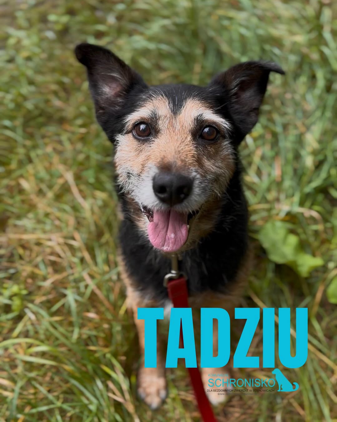 TADZIO