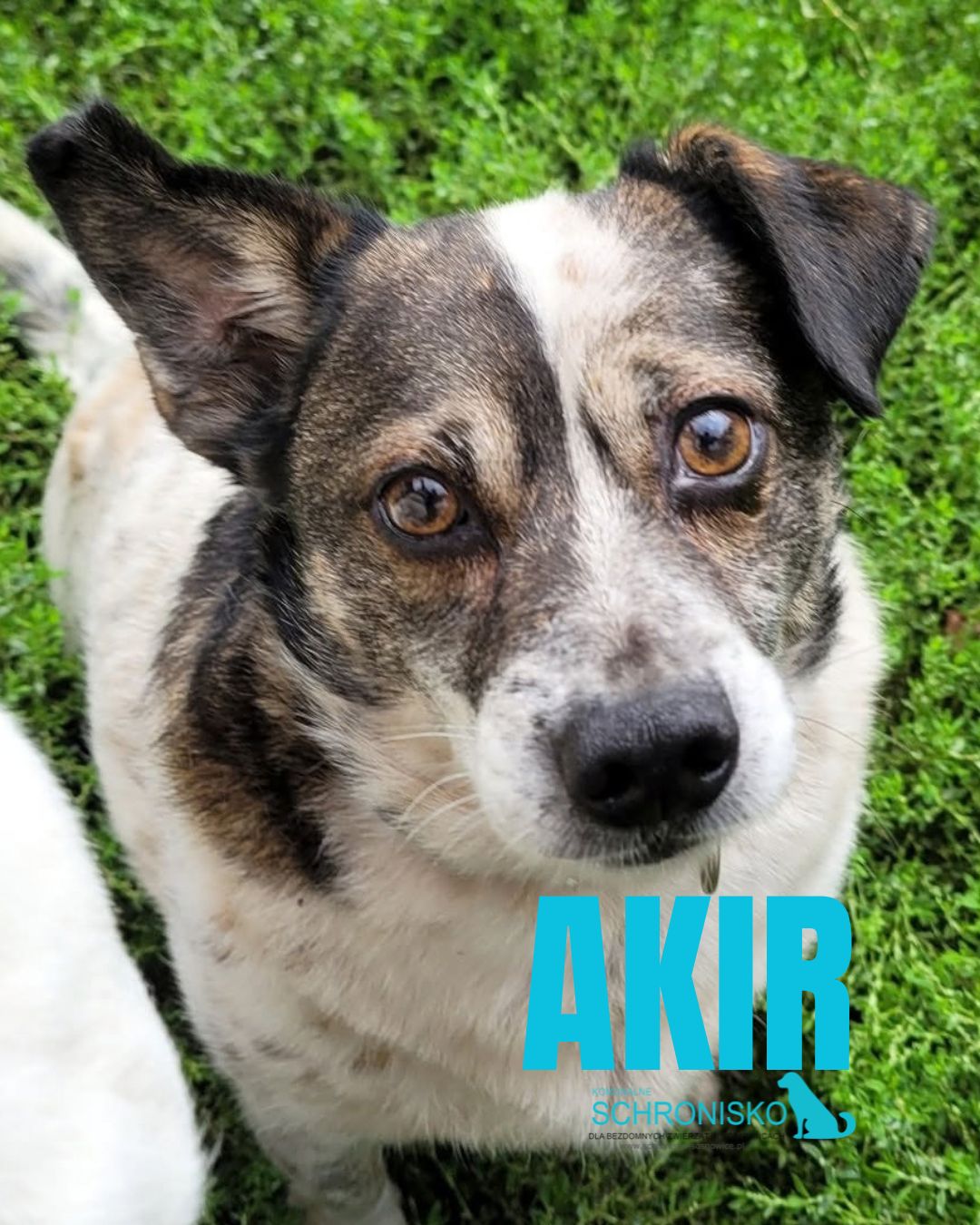 AKIR