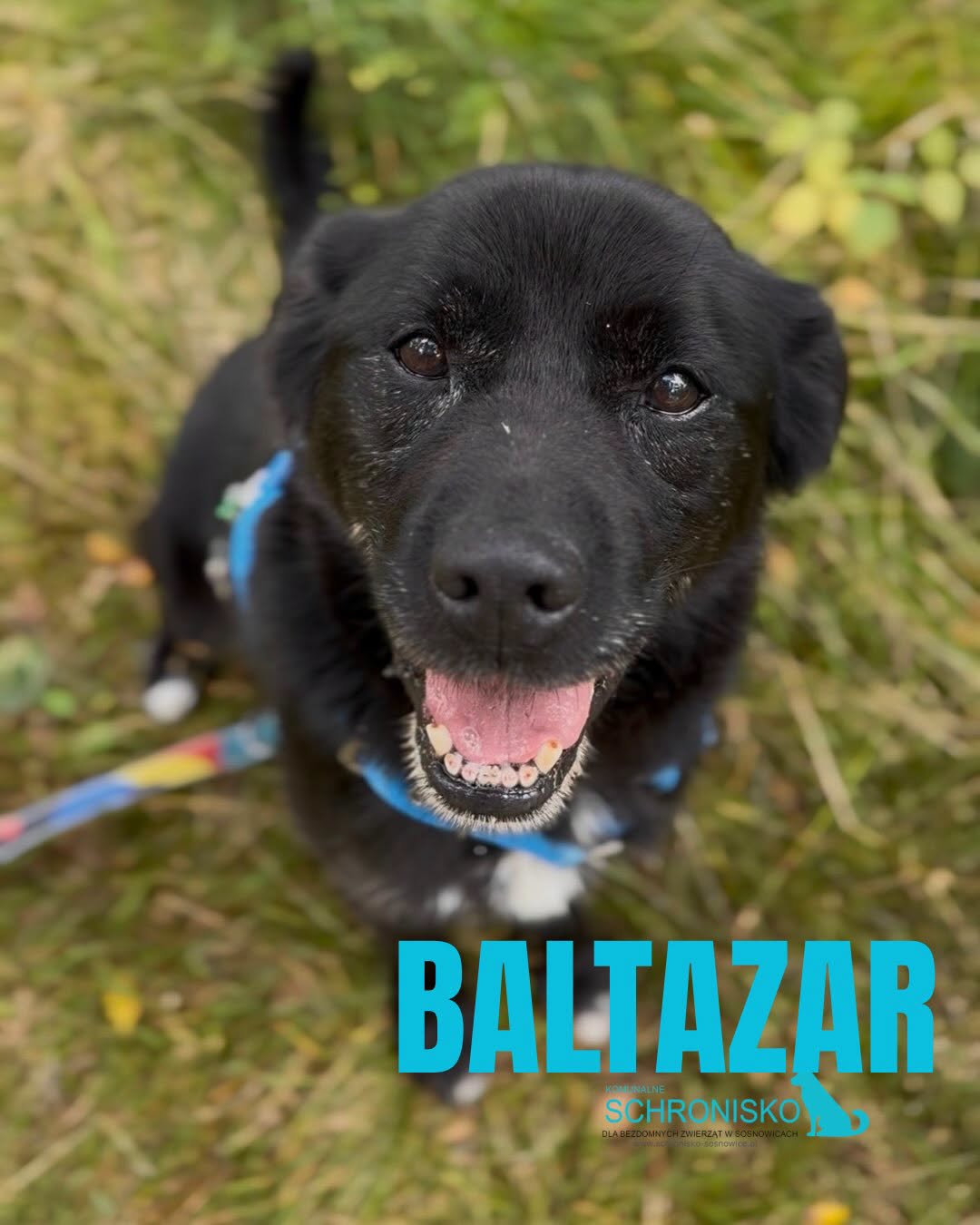 BALTAZAR
