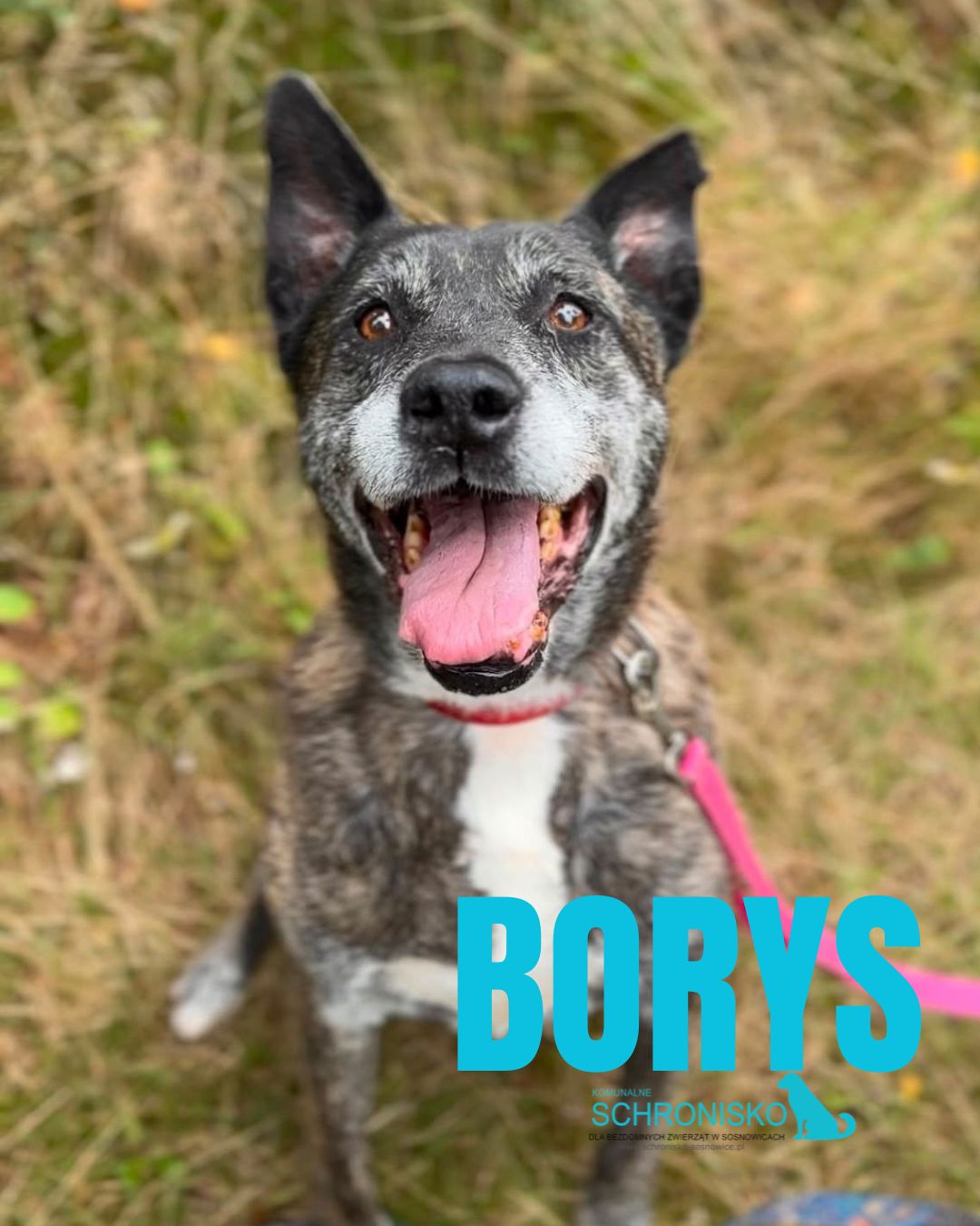 BORYS