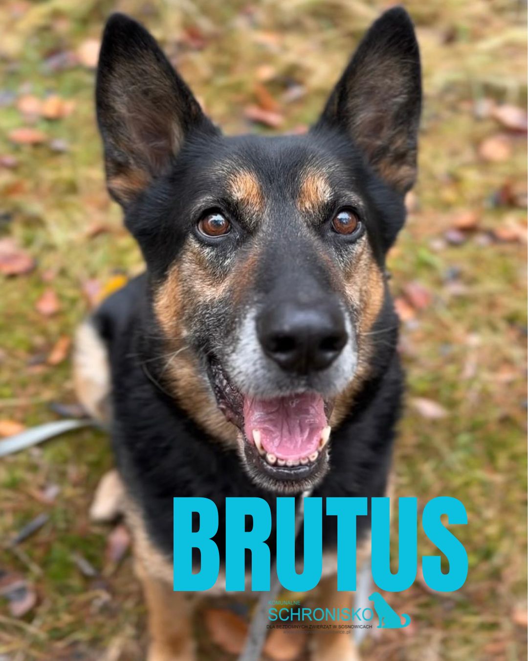 BRUTUS