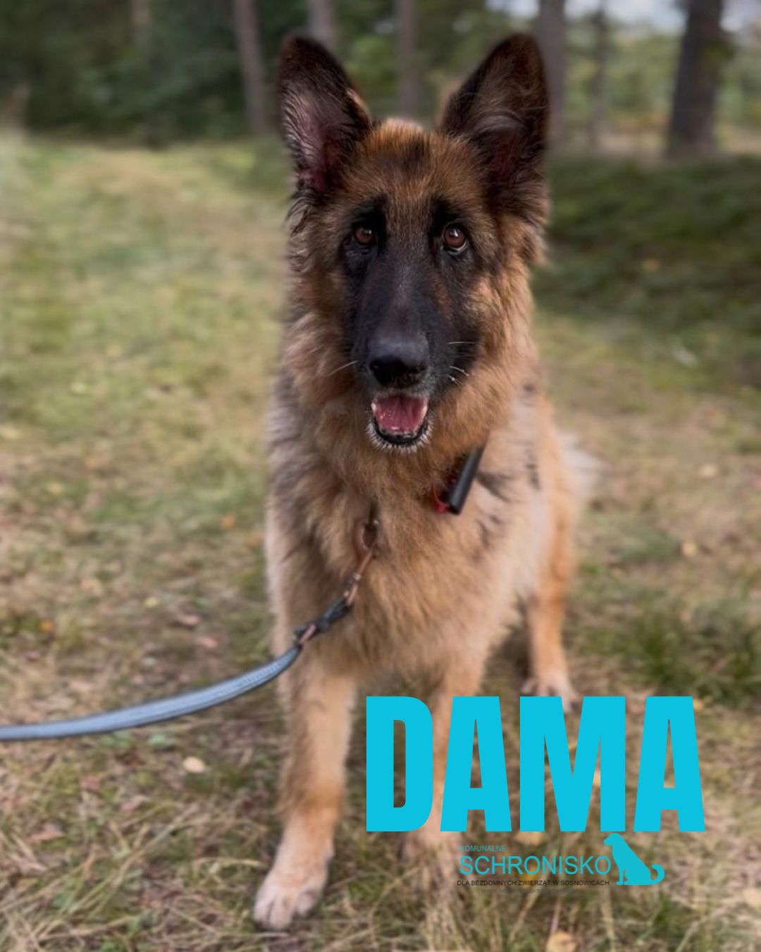 DAMA