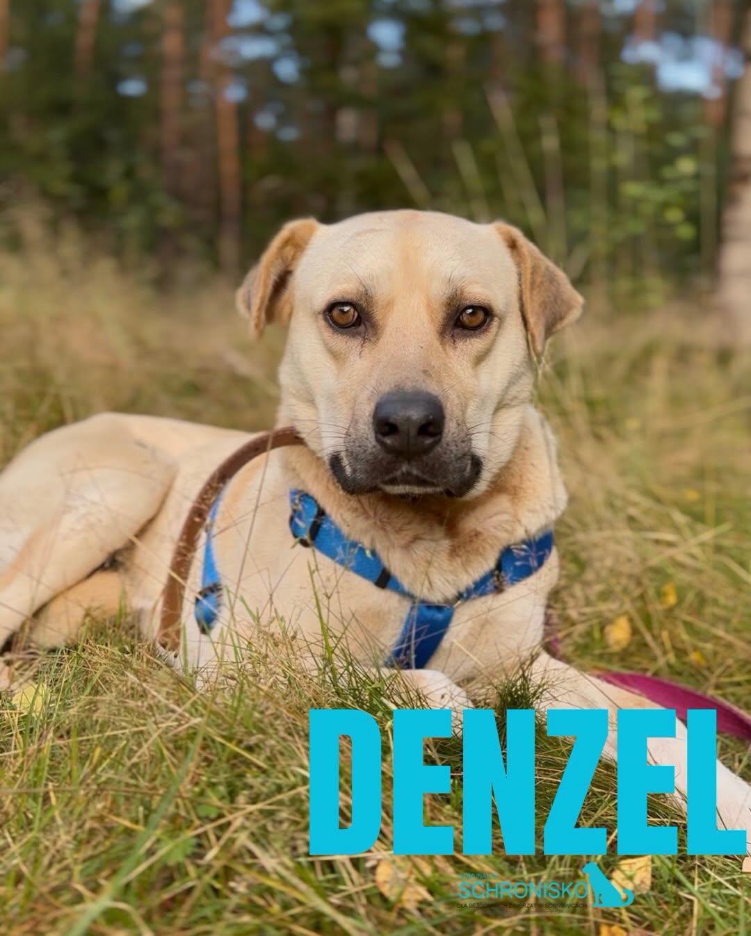 DENZEL