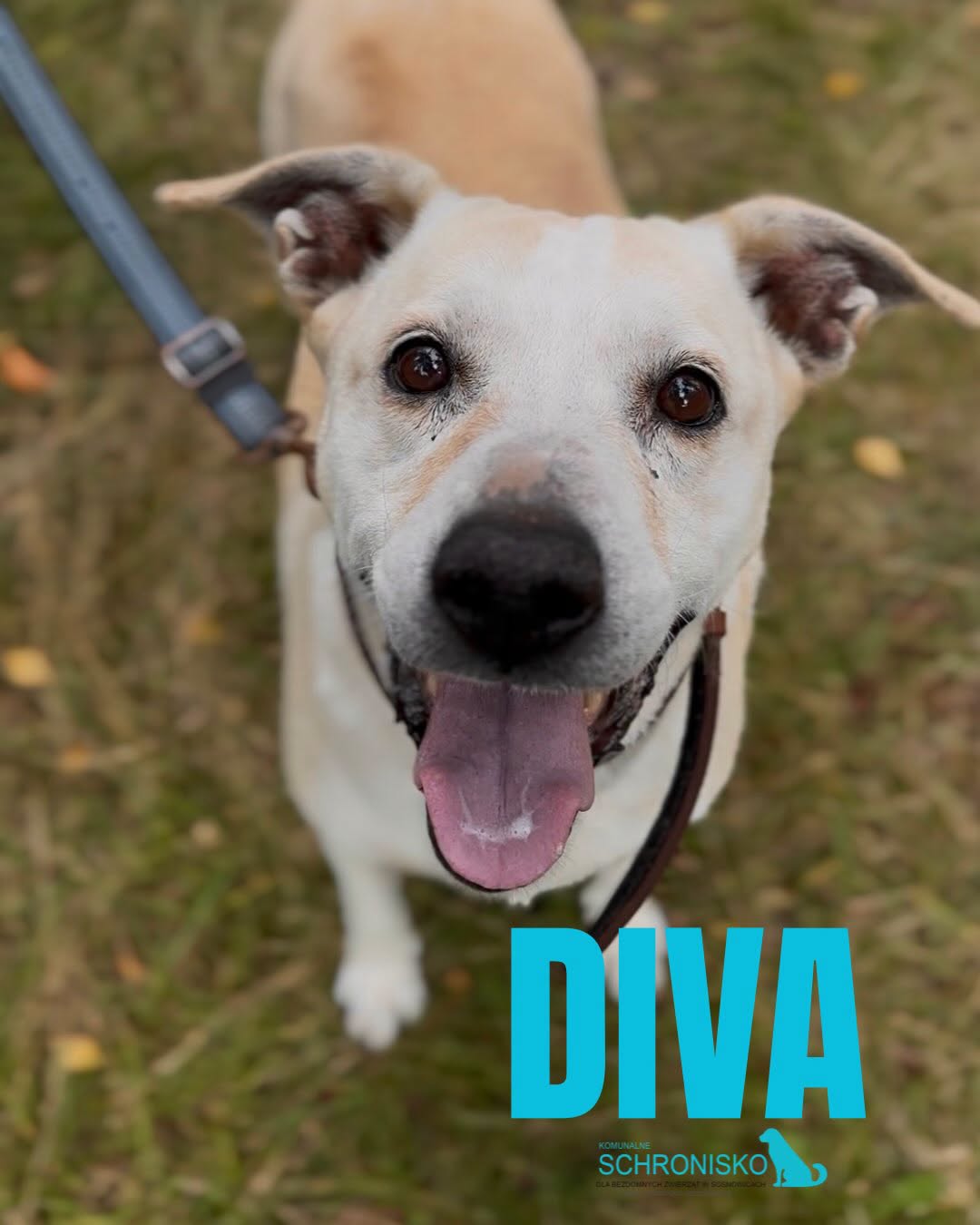 DIVA