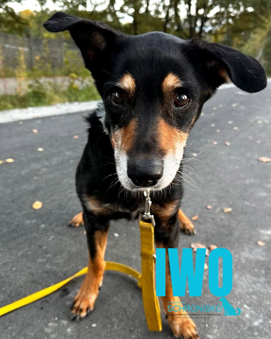 IWO