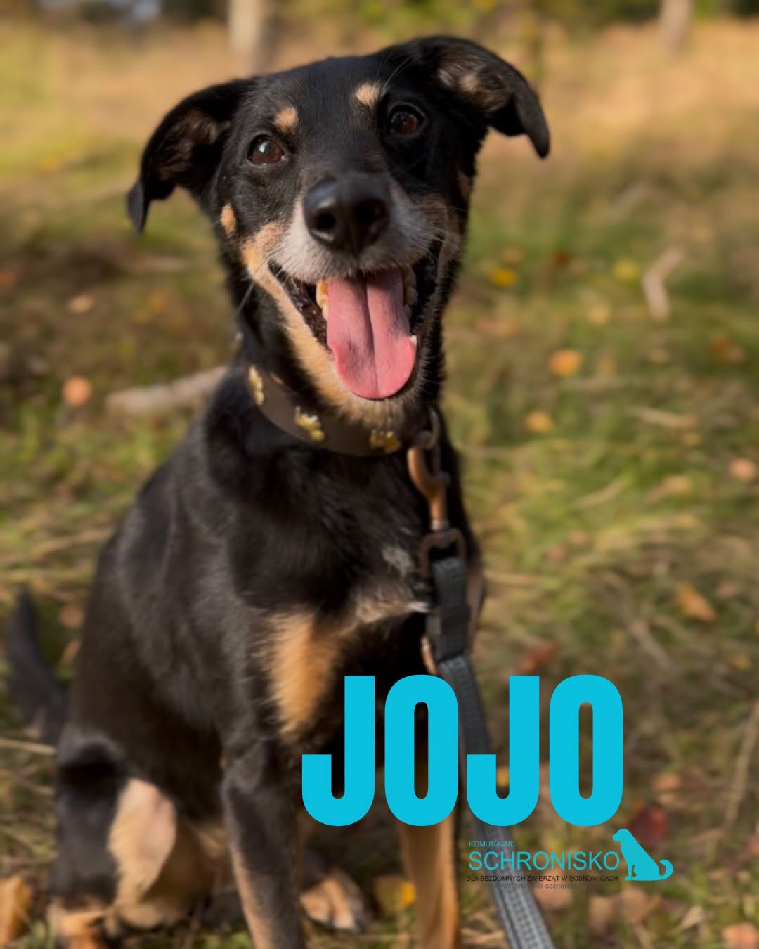 JOJO