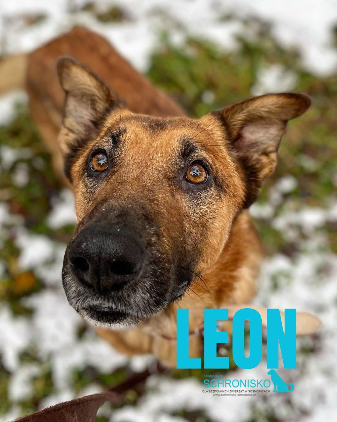LEON