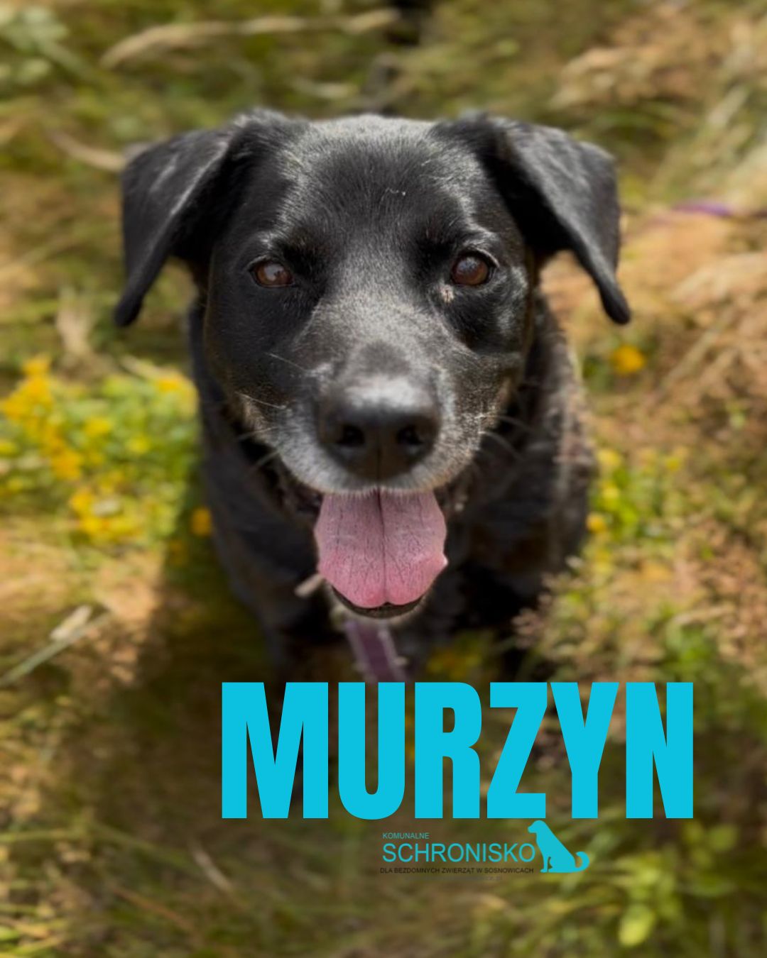 MURZYN