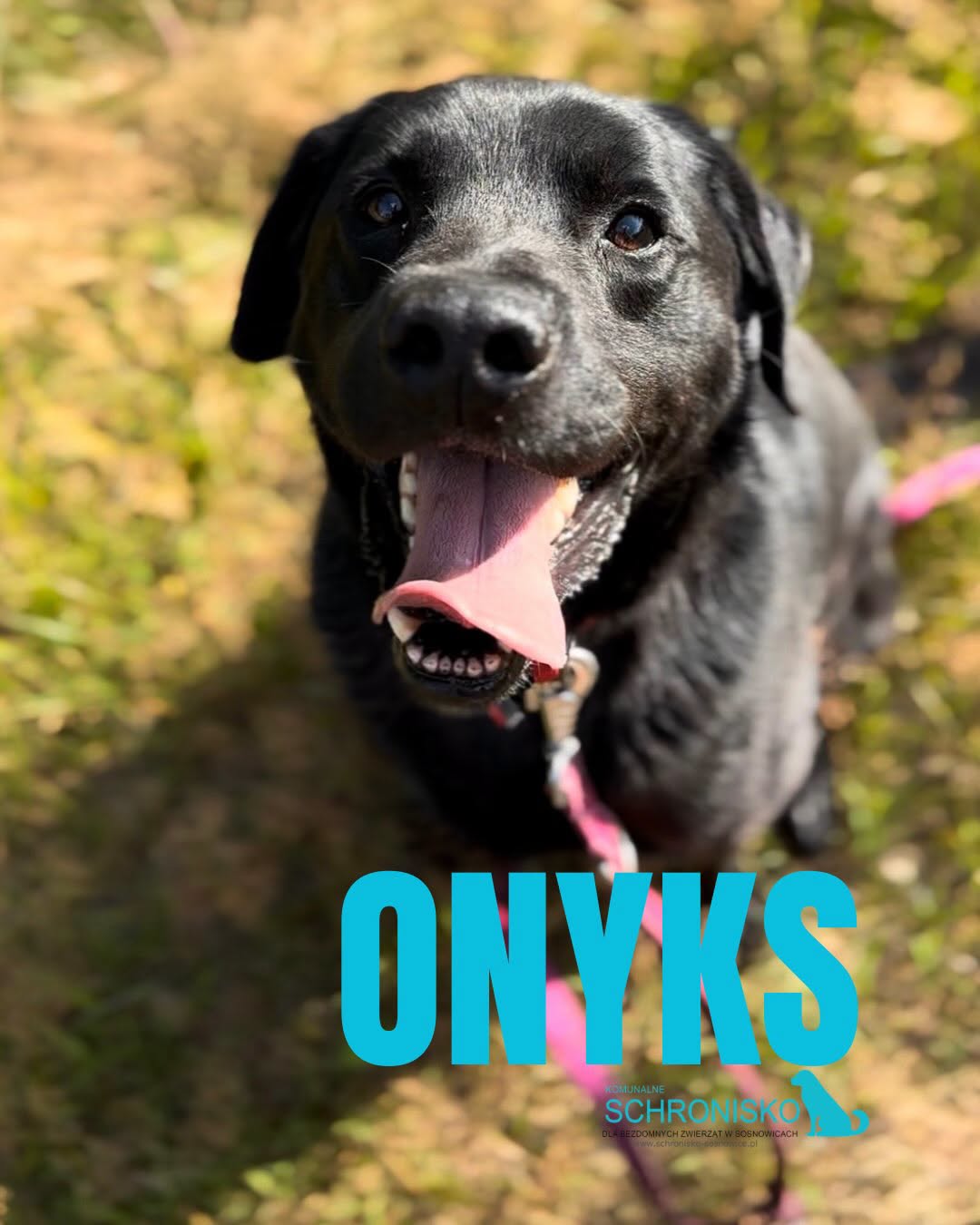 ONYKS